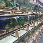 Emmons Tropical Fish & Ponds