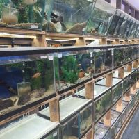 Emmons Tropical Fish & Ponds ico