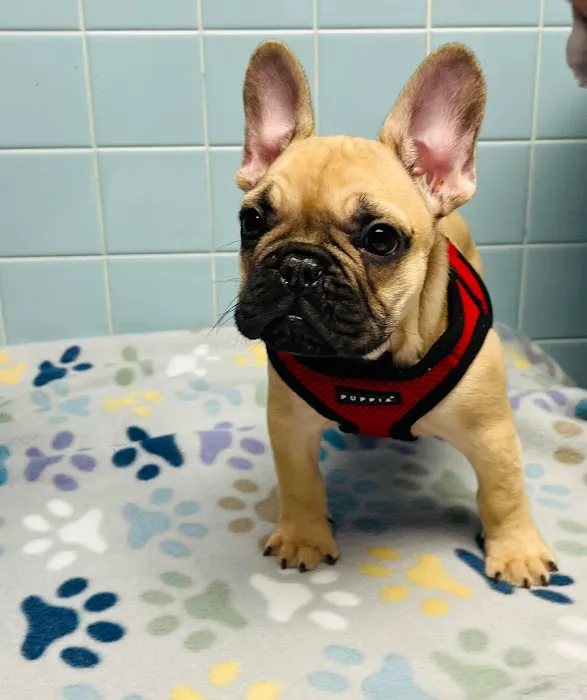 Cranbury Animal Hospital Picture 4