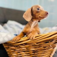 Cranbury Animal Hospital ico