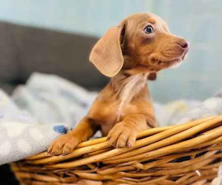 Cranbury Animal Hospital