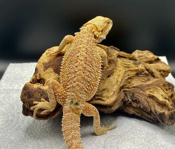 J and B Reptile Company Picture 2