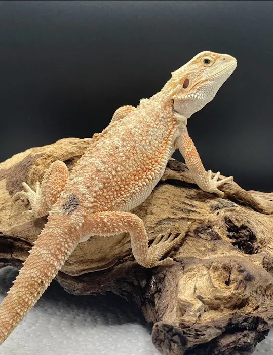 J and B Reptile Company Picture 1