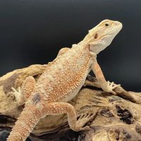 J and B Reptile Company ico