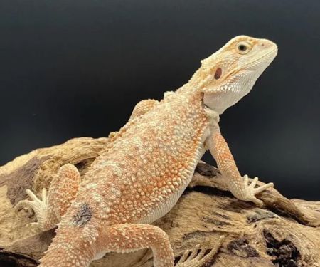 J and B Reptile Company