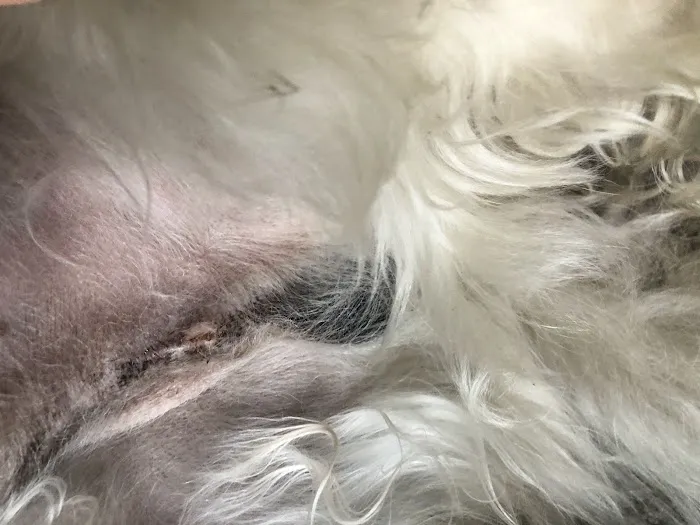 Monroe Animal Hospital Picture 6
