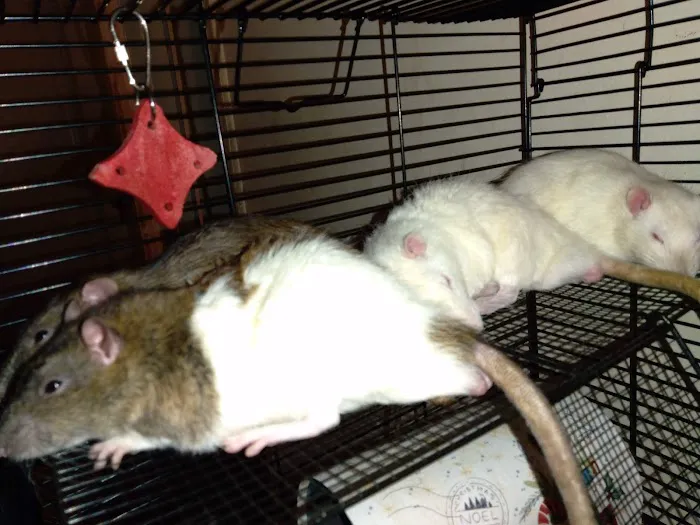 Monroe Animal Hospital Picture 10
