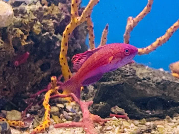 Aqua Dreams Picture 8