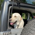 Voorhees Corner Vet Clinic