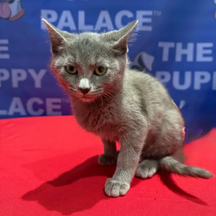 The Puppy Palace Picture 1