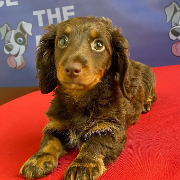 The Puppy Palace Picture 2