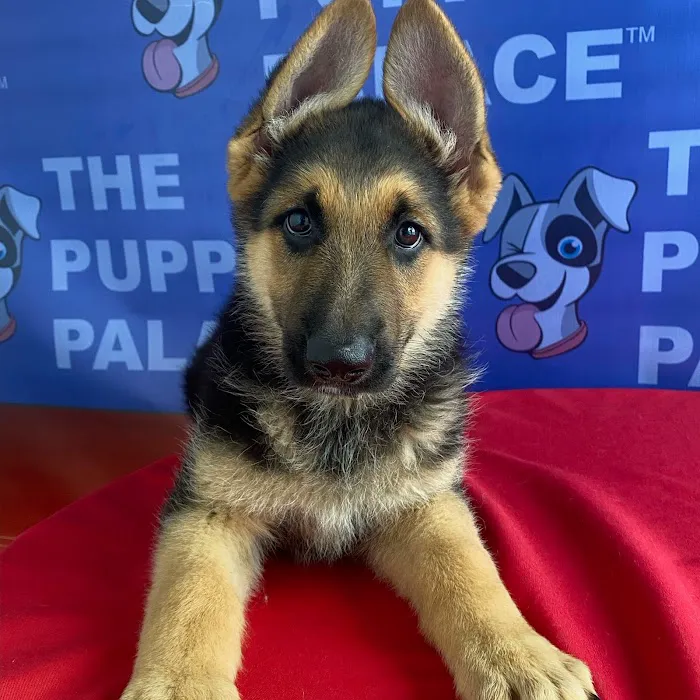The Puppy Palace Picture 6