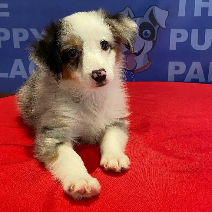 The Puppy Palace Picture 4