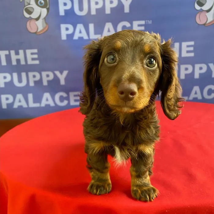 The Puppy Palace Picture 5