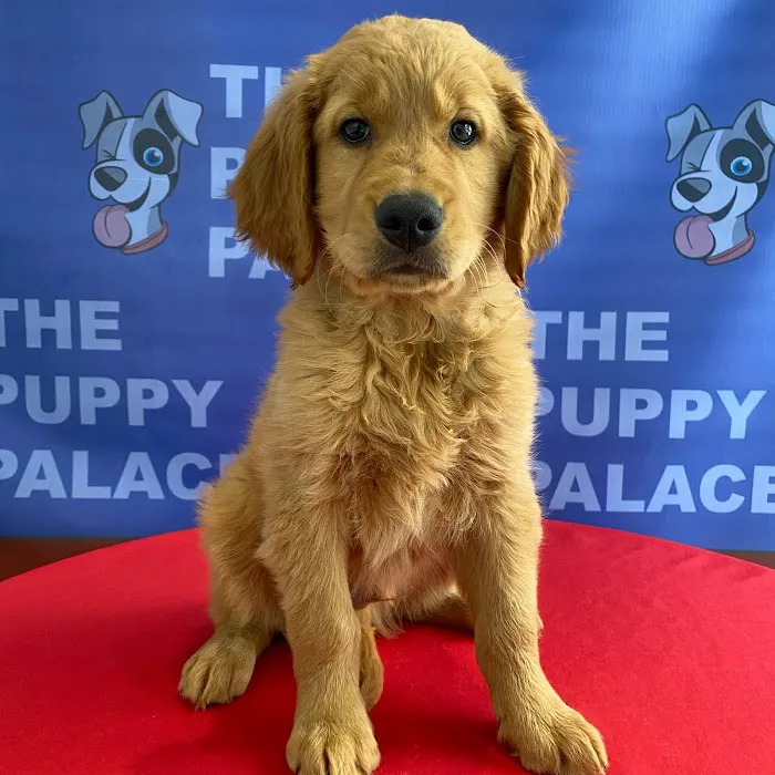 The Puppy Palace Picture 7