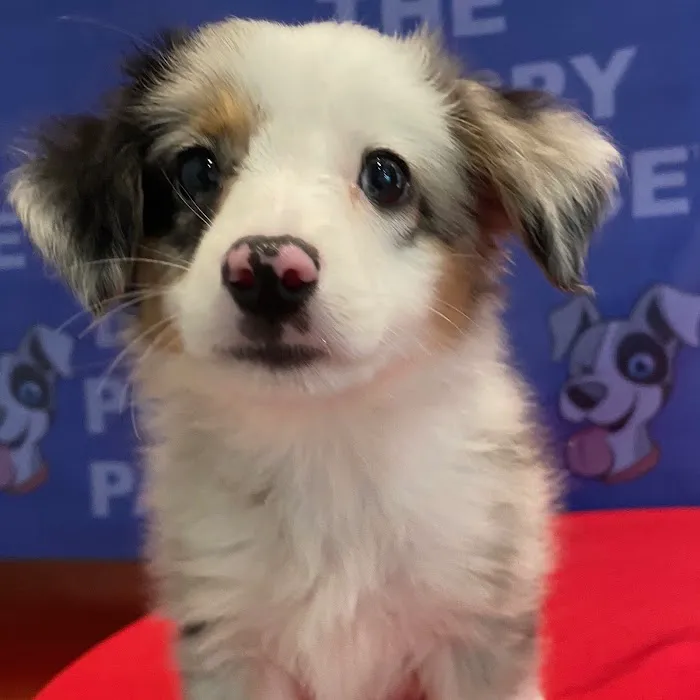 The Puppy Palace Picture 10