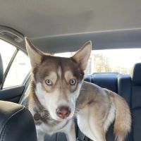 Flemington Veterinary Hospital ico