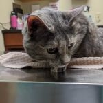 Flemington Veterinary Hospital: Betz Peter F DVM