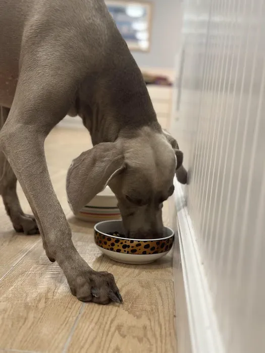 Pet Love Food Picture 5