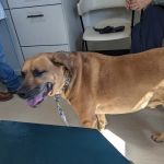 Paw Prints Veterinary Hospital