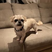 Harbor Pets ico