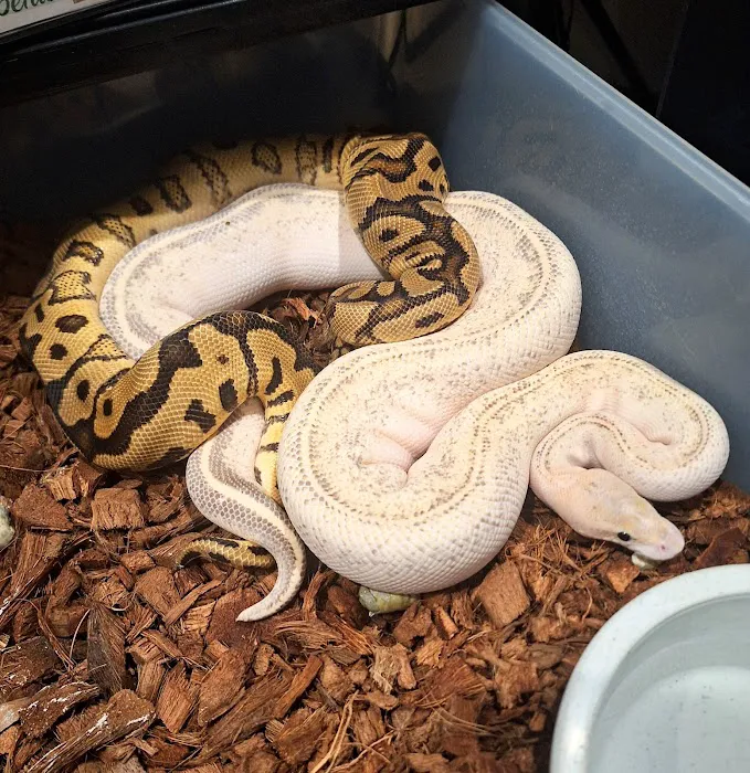 HJS Serpents LLC Picture 2