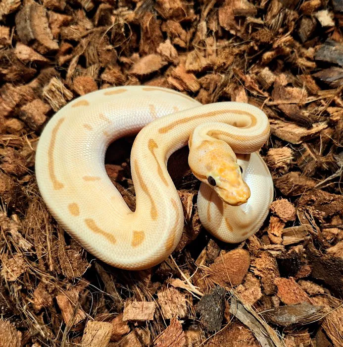 HJS Serpents LLC Picture 4