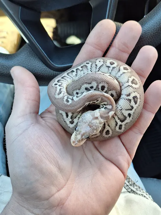 HJS Serpents LLC Picture 5