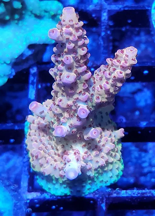 Coveys Coral Cove Picture 8