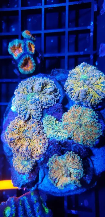 Coveys Coral Cove Picture 10