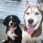 South Brunswick Animal Hospital