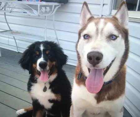 South Brunswick Animal Hospital