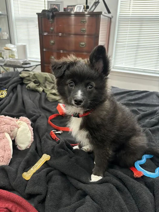 South Brunswick Animal Hospital Picture 2