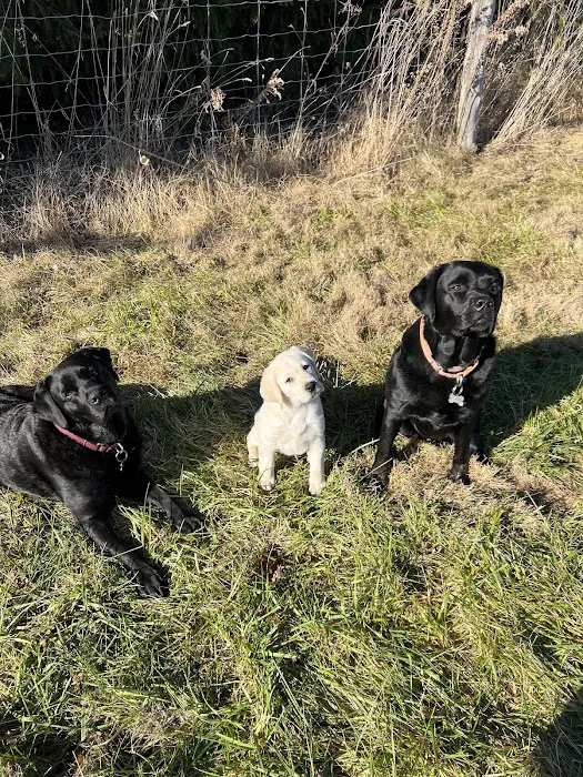 WellPet Veterinary Group Picture 10