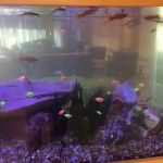 Aquarium Management Systems