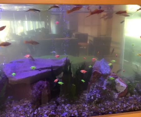 Aquarium Management Systems