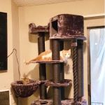 Cozy Cat Furniture