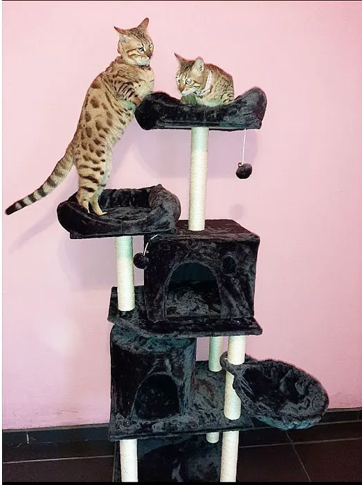 Cozy Cat Furniture Picture 4
