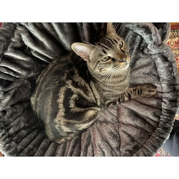 Cozy Cat Furniture Picture 10