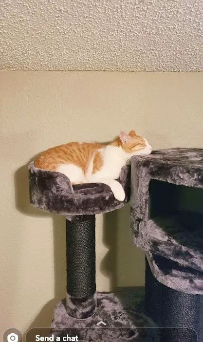 Cozy Cat Furniture Picture 9