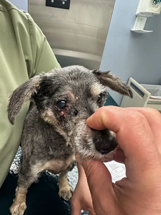 All Pets Vet Hospital Picture 2