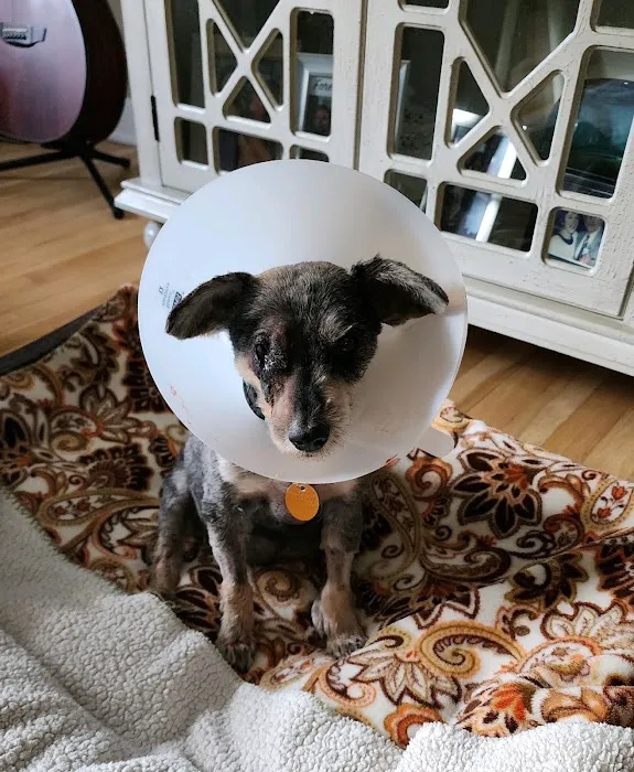 All Pets Vet Hospital Picture 9