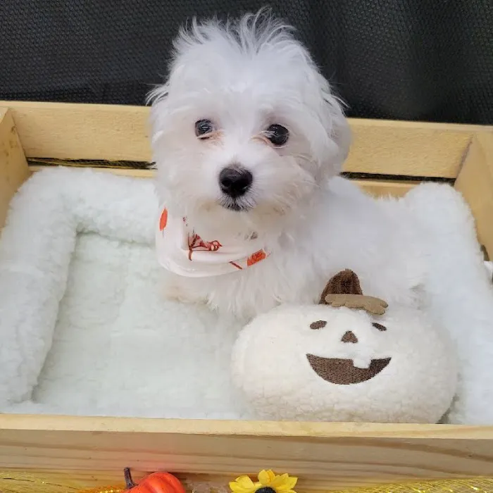 PV Pets Picture 2