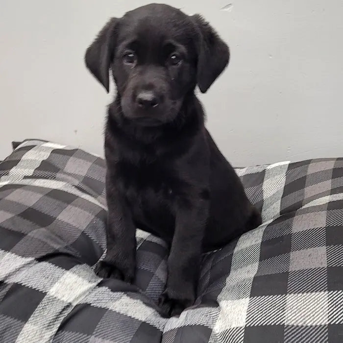 PV Pets Picture 3