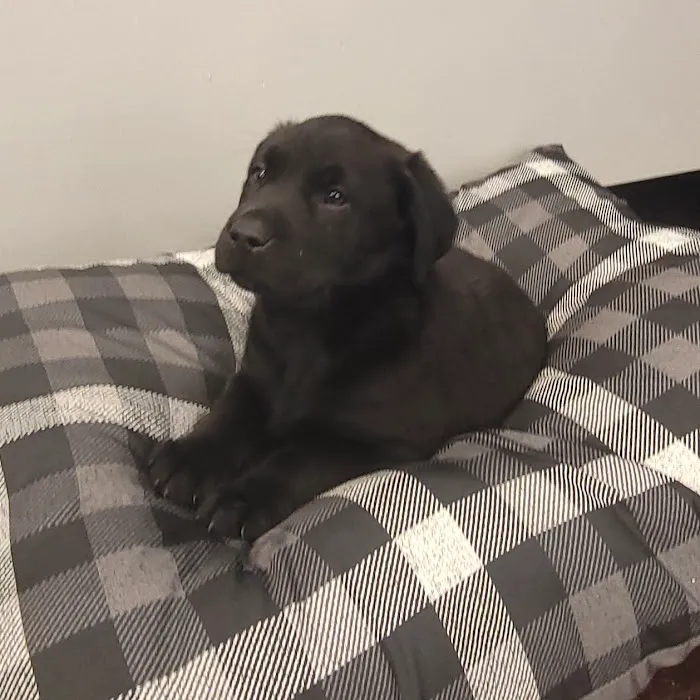 PV Pets Picture 6