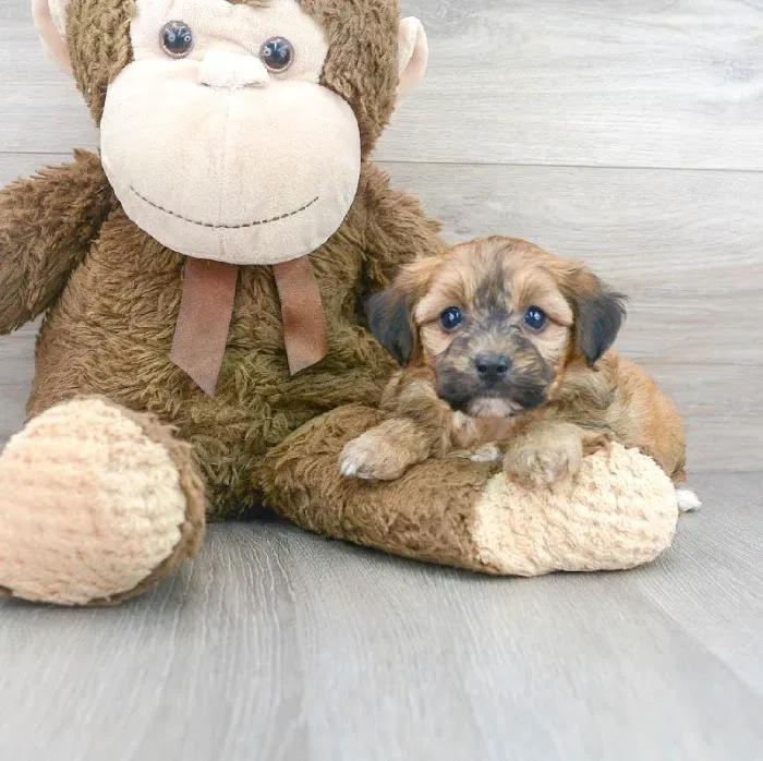 PV Pets Picture 4