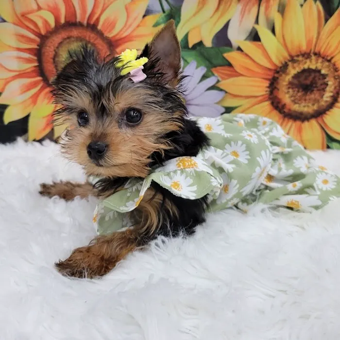 PV Pets Picture 7