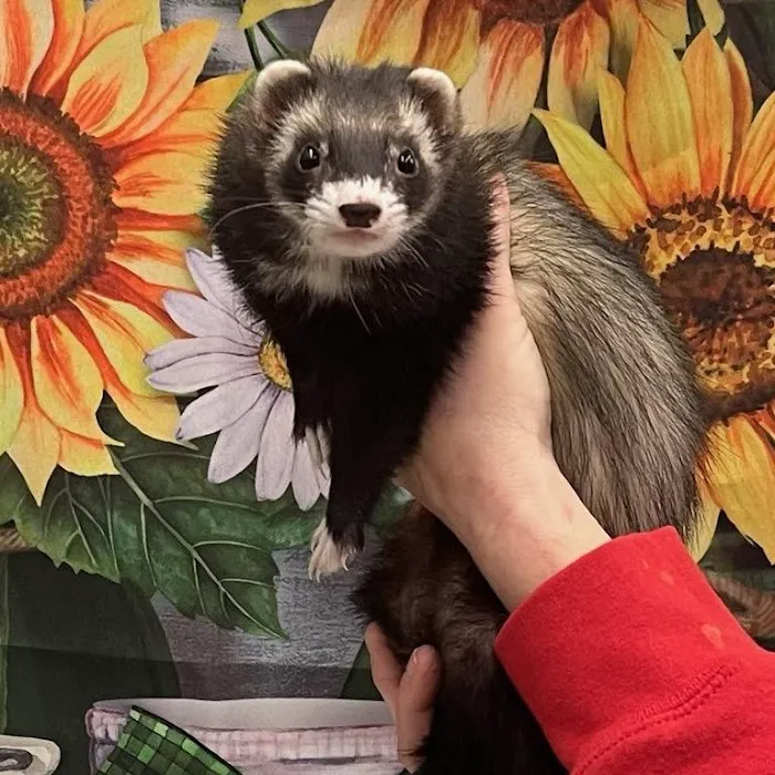 PV Pets Picture 10
