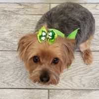 Faith Veterinary Clinic ico