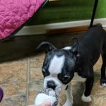 Little Paws Dog Shop LLC